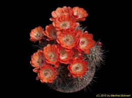 Echinocereus coccineus 747